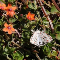 Utetheisa pulchelloides (Heliotrope Moth) at Dryandra St Woodland - 11 Mar 2023 by ConBoekel