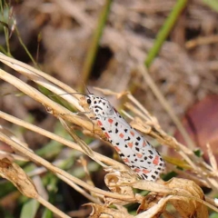 Utetheisa pulchelloides at O'Connor, ACT - 11 Mar 2023