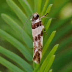Macrobathra desmotoma ( A Cosmet moth) at Dryandra St Woodland - 11 Mar 2023 by ConBoekel