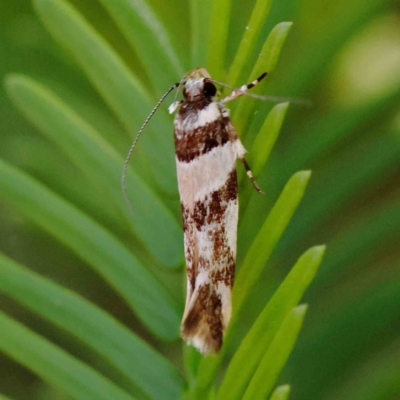 Macrobathra desmotoma ( A Cosmet moth) at O'Connor, ACT - 11 Mar 2023 by ConBoekel