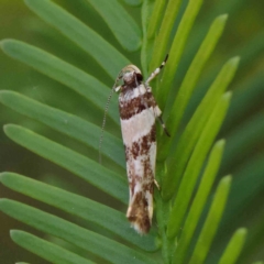 Macrobathra desmotoma at O'Connor, ACT - 11 Mar 2023 11:01 AM