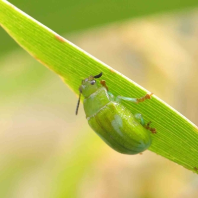 Calomela pallida (Leaf beetle) at Dryandra St Woodland - 10 Mar 2023 by ConBoekel