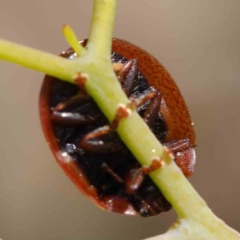 Trachymela sp. (genus) (Brown button beetle) at Dryandra St Woodland - 11 Mar 2023 by ConBoekel