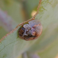Paropsisterna m-fuscum (Eucalyptus Leaf Beetle) at Dryandra St Woodland - 11 Mar 2023 by ConBoekel