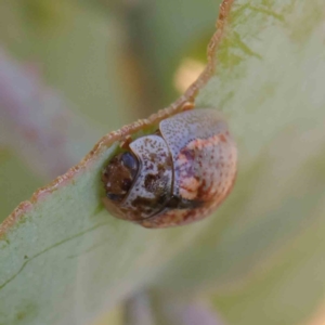 Paropsisterna m-fuscum at O'Connor, ACT - 11 Mar 2023 11:18 AM