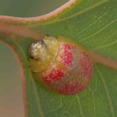 Paropsisterna fastidiosa (Eucalyptus leaf beetle) at Dryandra St Woodland - 11 Mar 2023 by ConBoekel