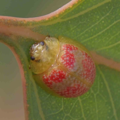 Paropsisterna fastidiosa (Eucalyptus leaf beetle) at O'Connor, ACT - 11 Mar 2023 by ConBoekel