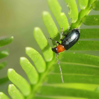 Adoxia benallae (Leaf beetle) at Dryandra St Woodland - 11 Mar 2023 by ConBoekel