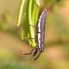 Rhinotia phoenicoptera (Belid weevil) at Dryandra St Woodland - 11 Mar 2023 by ConBoekel