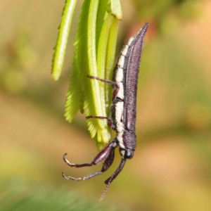 Rhinotia phoenicoptera at O'Connor, ACT - 11 Mar 2023