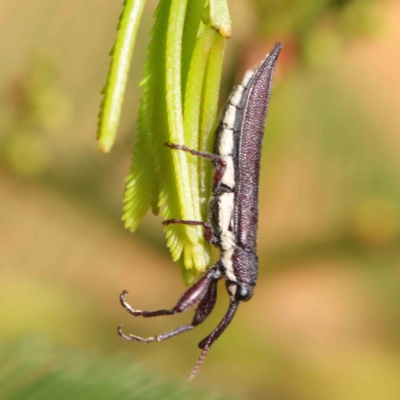 Rhinotia phoenicoptera (Belid weevil) at Dryandra St Woodland - 11 Mar 2023 by ConBoekel