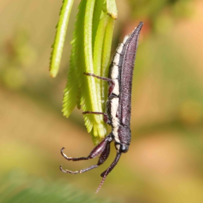 Rhinotia phoenicoptera (Belid weevil) at O'Connor, ACT - 11 Mar 2023 by ConBoekel