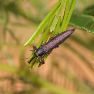 Rhinotia phoenicoptera at O'Connor, ACT - 11 Mar 2023