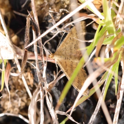 Scopula rubraria (Reddish Wave, Plantain Moth) at O'Connor, ACT - 11 Mar 2023 by ConBoekel