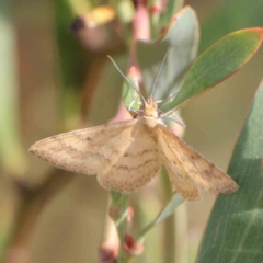 Scopula rubraria (Reddish Wave, Plantain Moth) at Dryandra St Woodland - 10 Mar 2023 by ConBoekel