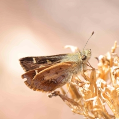 Dispar compacta (Barred Skipper) at Dryandra St Woodland - 11 Mar 2023 by ConBoekel