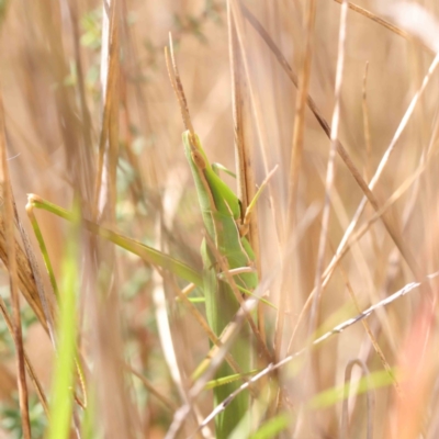 Acrida conica (Giant green slantface) at O'Connor, ACT - 11 Mar 2023 by ConBoekel