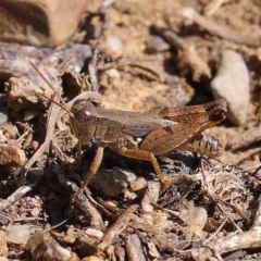 Phaulacridium vittatum (Wingless Grasshopper) at Dryandra St Woodland - 11 Mar 2023 by ConBoekel