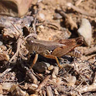 Phaulacridium vittatum (Wingless Grasshopper) at Dryandra St Woodland - 11 Mar 2023 by ConBoekel