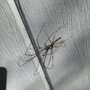 Asianopis sp. (genus) at Torrens, ACT - 19 May 2023