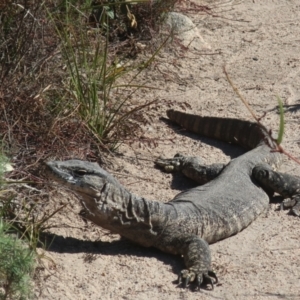 Varanus rosenbergi at Tennent, ACT - 14 May 2023