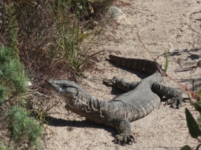 Varanus rosenbergi (Heath or Rosenberg's Monitor) at Tharwa, ACT - 14 May 2023 by LindaGroom