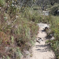 Varanus rosenbergi at Tennent, ACT - 14 May 2023