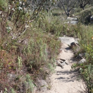 Varanus rosenbergi at Tharwa, ACT - suppressed