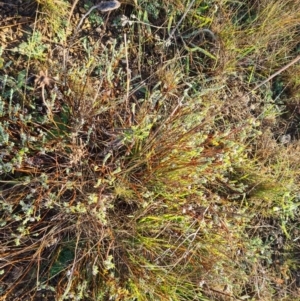 Pimelea sp. at Fyshwick, ACT - 19 May 2023