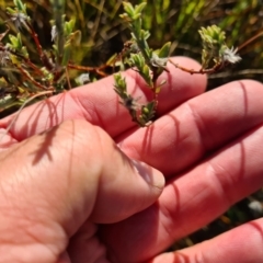 Pimelea sp. at Fyshwick, ACT - 19 May 2023