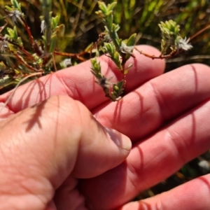 Pimelea sp. at Fyshwick, ACT - 19 May 2023