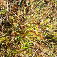 Pimelea sp. at Fyshwick, ACT - 19 May 2023