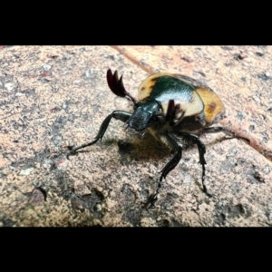 Chondropyga dorsalis at Paddys River, ACT - 19 Nov 2022