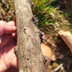 Melobasis sp. (genus) at Waramanga, ACT - 19 May 2023