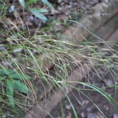 Austrostipa ramosissima (stout bamboo-grass) at Jamberoo, NSW - 19 May 2023 by plants