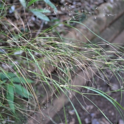 Austrostipa ramosissima (Stout Bamboo-grass) at Budderoo National Park - 18 May 2023 by plants