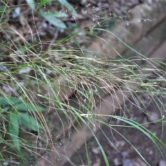 Austrostipa ramosissima (Stout Bamboo-grass) at Jamberoo, NSW - 18 May 2023 by plants