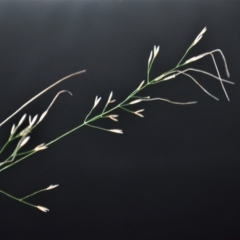 Austrostipa ramosissima at Jamberoo, NSW - 19 May 2023 04:18 AM