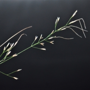 Austrostipa ramosissima at Jamberoo, NSW - 19 May 2023 04:18 AM