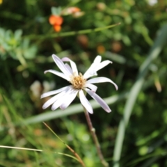 Celmisia sp. Pulchella (M.Gray & C.Totterdell 7079) Australian National Herbarium (Narrow-leaved Snow Daisy) at Booth, ACT - 14 Jan 2023 by Tapirlord