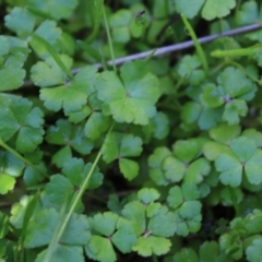 Hydrocotyle rivularis (A Pennywort) at Booth, ACT - 13 Jan 2023 by Tapirlord