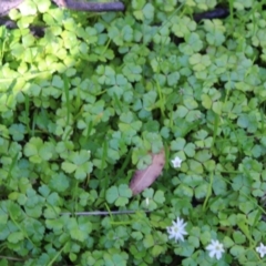 Hydrocotyle rivularis at Booth, ACT - 14 Jan 2023