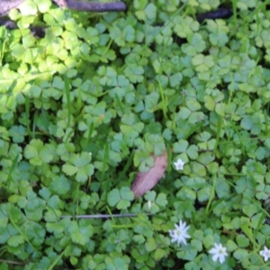 Hydrocotyle rivularis at Booth, ACT - 14 Jan 2023