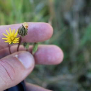 Picris angustifolia subsp. merxmuelleri at Booth, ACT - 14 Jan 2023