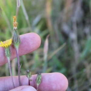 Picris angustifolia subsp. merxmuelleri at Booth, ACT - 14 Jan 2023