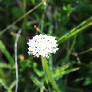 Trachymene humilis subsp. humilis at Booth, ACT - 14 Jan 2023