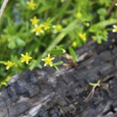 Ranunculus amphitrichus (Small River Buttercup) at Namadgi National Park - 13 Jan 2023 by Tapirlord