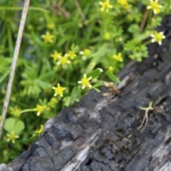 Ranunculus amphitrichus at Booth, ACT - 14 Jan 2023