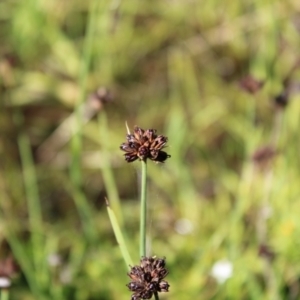 Juncus falcatus at Booth, ACT - 14 Jan 2023 09:09 AM