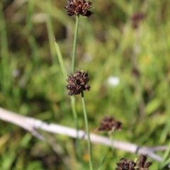 Juncus falcatus at Booth, ACT - 14 Jan 2023